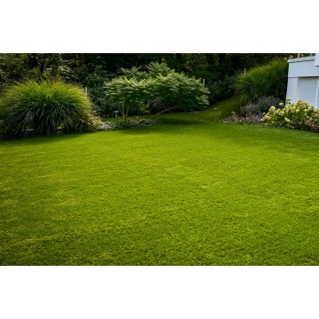 Intense 50mm - Holland...