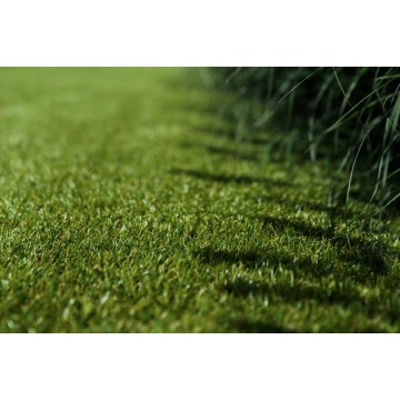 Royal Allure 36mm - Holland...